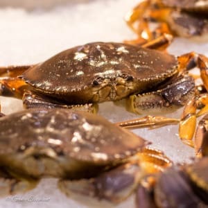 Oceans of Seafood: Fresh Crabs