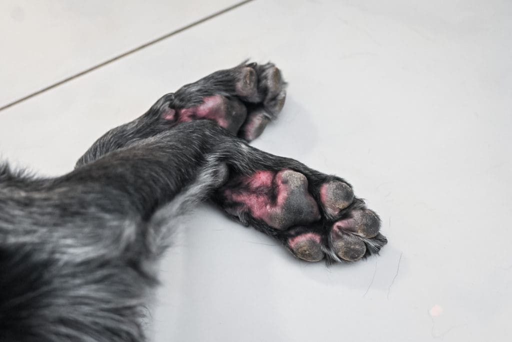 The Fussy Dog — Skin Allergies, affected dog paws